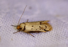 Philobota thiocrossa