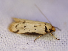 Philobota thiocrossa