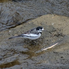 Motacilla alba
