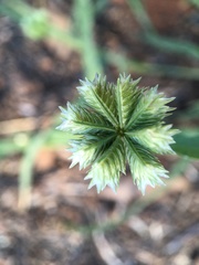 Dactyloctenium radulans