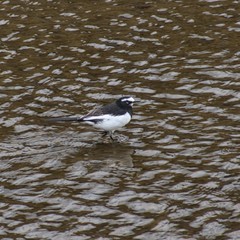 Motacilla grandis