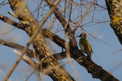Picus viridis