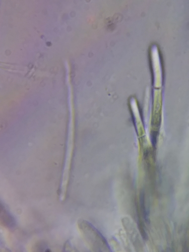Dasyscyphella image