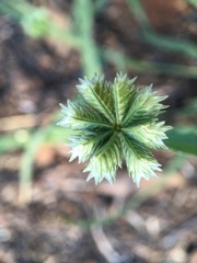 Dactyloctenium radulans