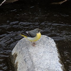 Motacilla cinerea