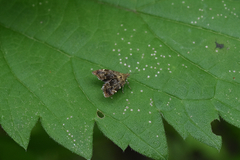 Lepidoptera