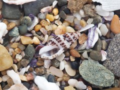 Maculotriton serriale