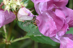 Episyrphus balteatus