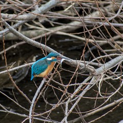 Alcedo atthis