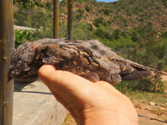 Caprimulgus rufigena