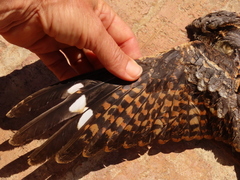 Caprimulgus rufigena