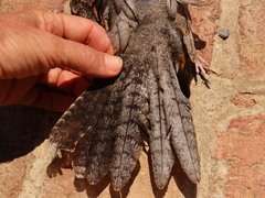 Caprimulgus rufigena