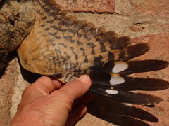 Caprimulgus rufigena