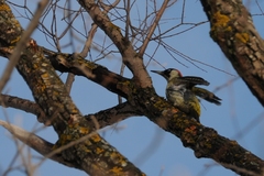 Picus viridis