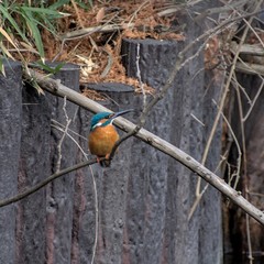 Alcedo atthis