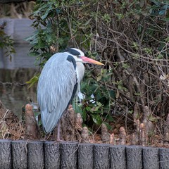 Ardea cinerea