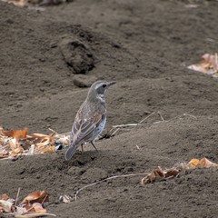 Turdus eunomus
