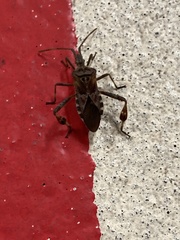 Leptoglossus occidentalis