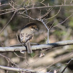 Lanius bucephalus