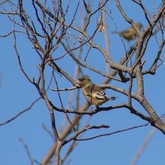 Chloris sinica