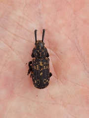 Xylinada rugicollis