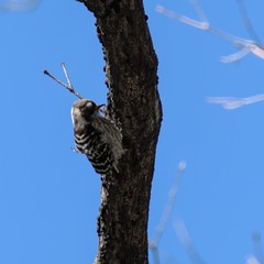 Yungipicus kizuki