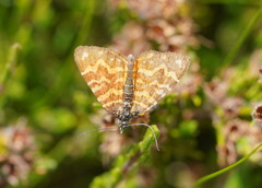 Chrysolarentia chrysocyma
