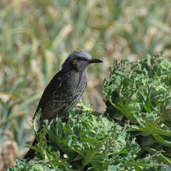 Hypsipetes amaurotis