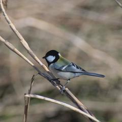 Parus minor