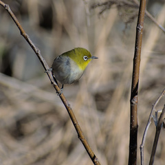 Zosterops japonicus