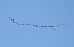 Anser brachyrhynchus