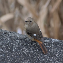 Phoenicurus auroreus