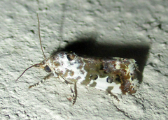 Acontia tinctilis