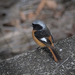 Phoenicurus auroreus