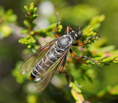 Parastenopogon oblongus