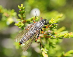 Parastenopogon oblongus