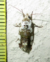 Acontia tinctilis