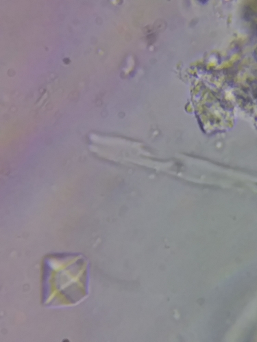 Dasyscyphella nivea image