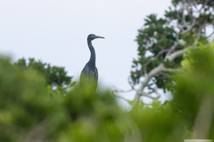 Egretta sacra albolineata