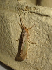 Limnephilus flavicornis