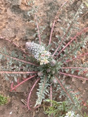 Reseda alba