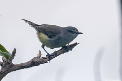 Gerygone flavolateralis flavolateralis