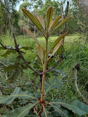 Banksia robur