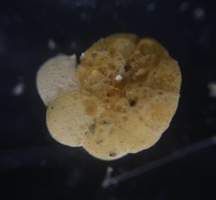 Cribrostomoides jeffreysi