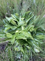 Eucomis autumnalis