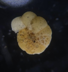 Cribrostomoides jeffreysi
