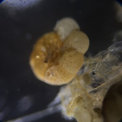 Cribrostomoides jeffreysi
