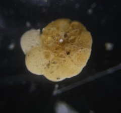Cribrostomoides jeffreysi