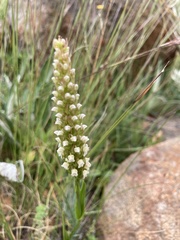 Brownleea parviflora