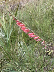 Gladiolus crassifolius